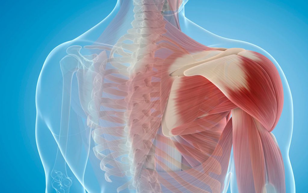 The Science of Muscles and Muscle Building: Understanding How Your Body Gets Stronger